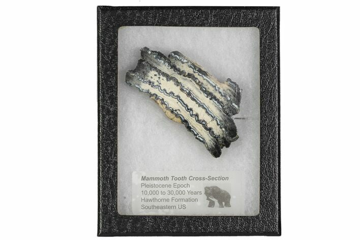 Mammoth Molar Slice With Case - South Carolina #106422